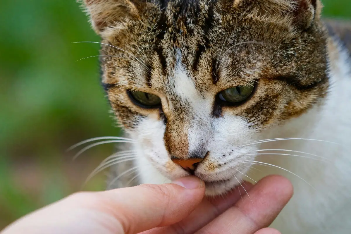 L'affetto felino: perché il mio gatto ha scelto di legarsi solo a me dopo due mesi di osservazione